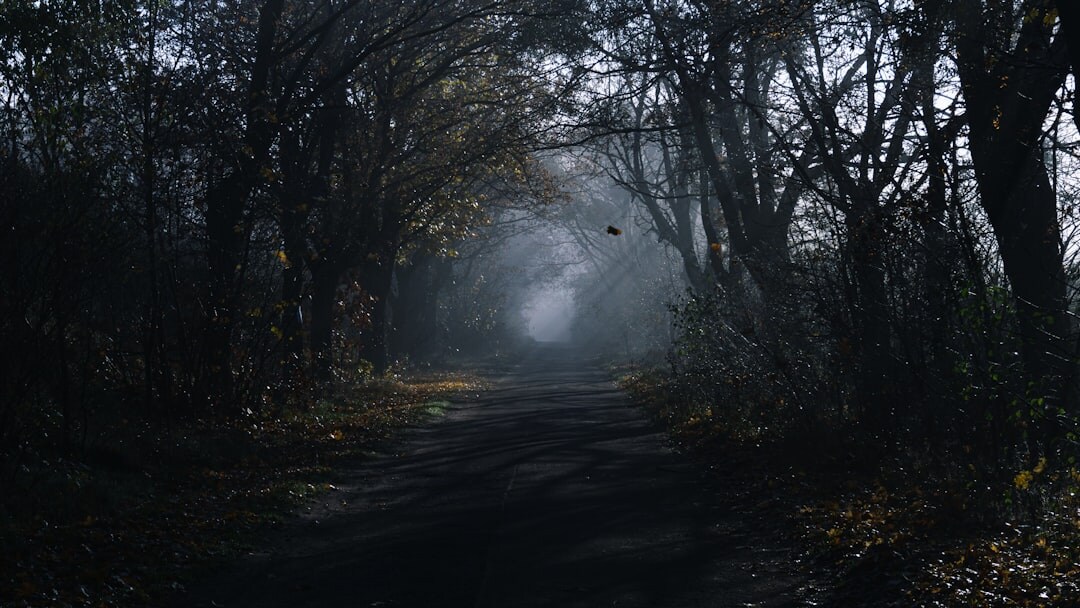 dark foggy forest